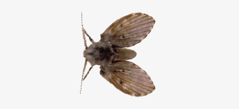 Drain-fly - Types Of Flies, transparent png download
