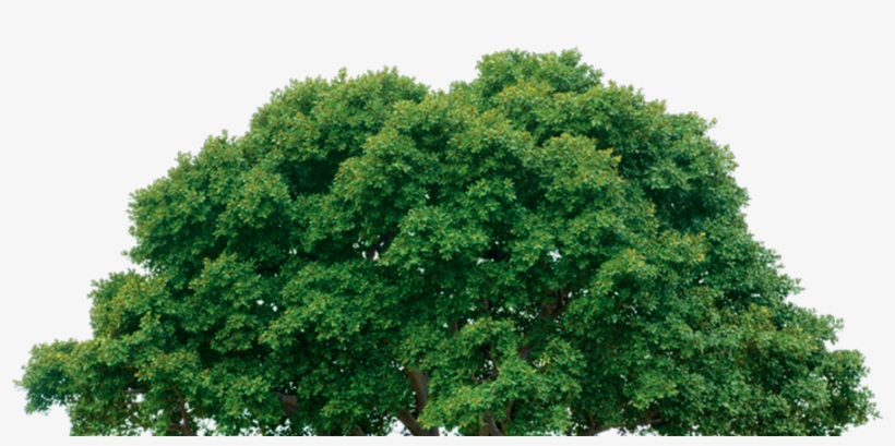 Mix Png Images - Trees Shrubs Vines Herbs, transparent png download