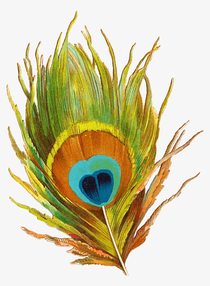 Colorful - Peacock Feather Png, transparent png download