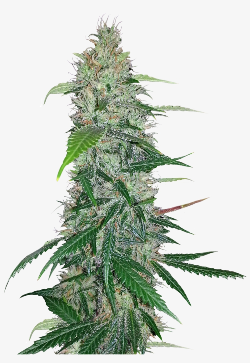 Cannabis Plant Png, transparent png download