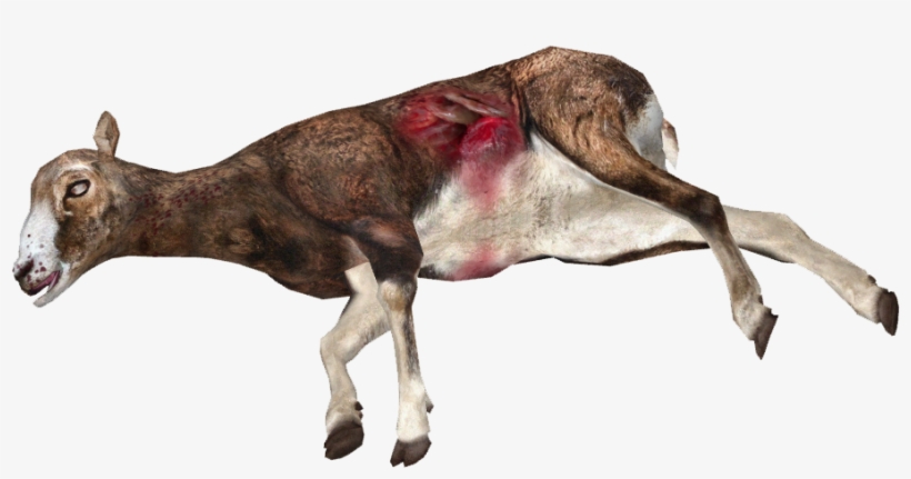 Dead Mufflon Sheep - Dead Animal Png, transparent png download