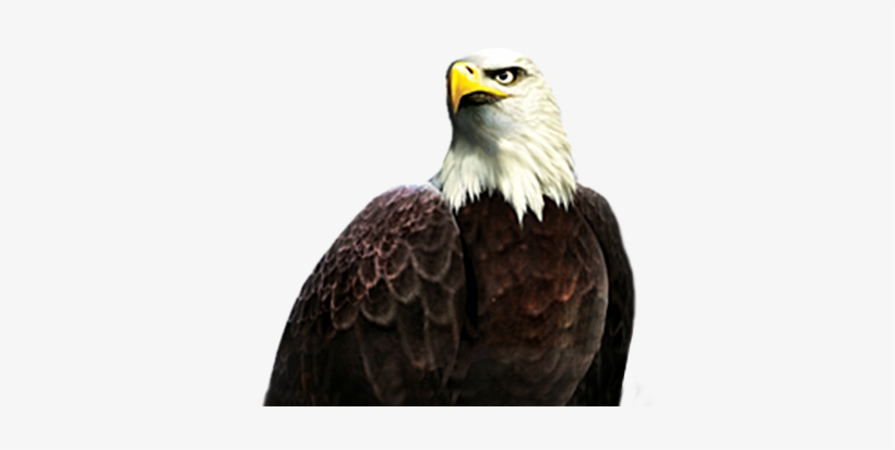 King Eagle Character - King Eagle, transparent png download