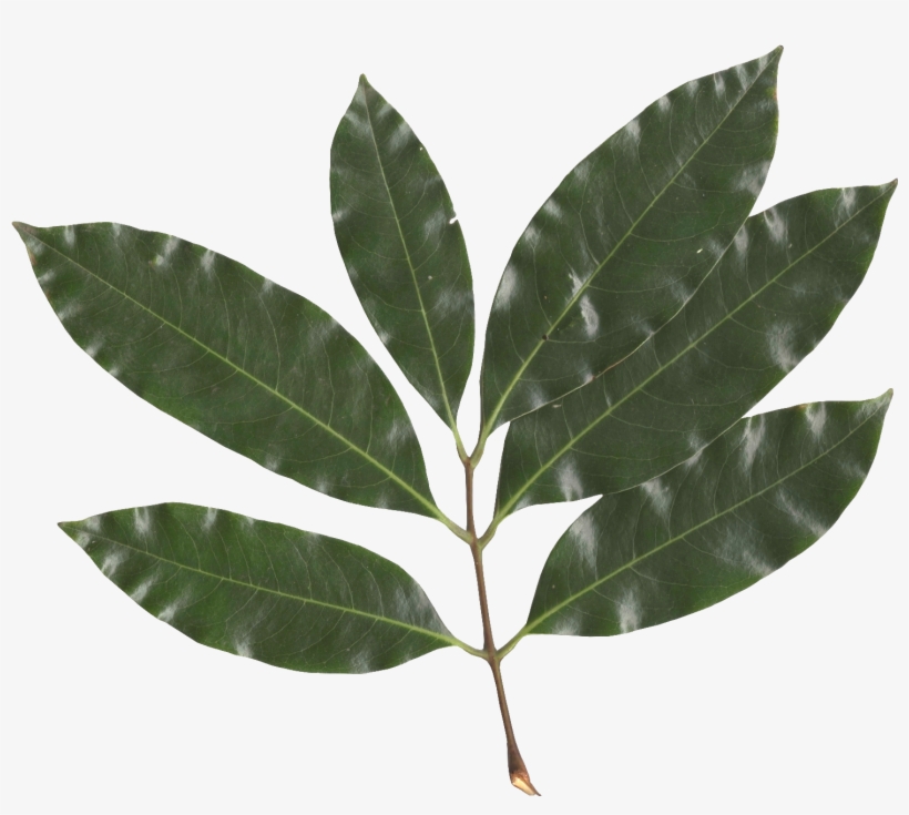 Litchi Chinensis Leaf - Lychee Leaf, transparent png download