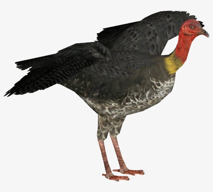 Australian Brush Turkey F - Australian Brush Turkey Png, transparent png download