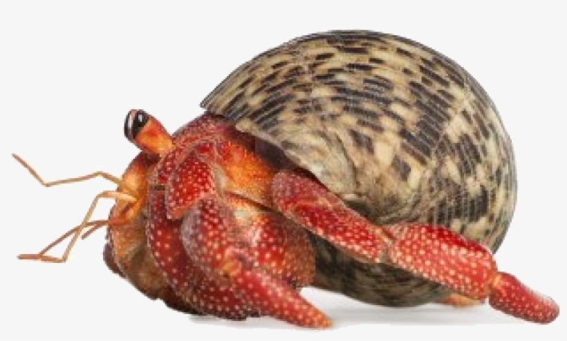 Crab Transparent Png - Hermit Crab Transparent Background, transparent png download