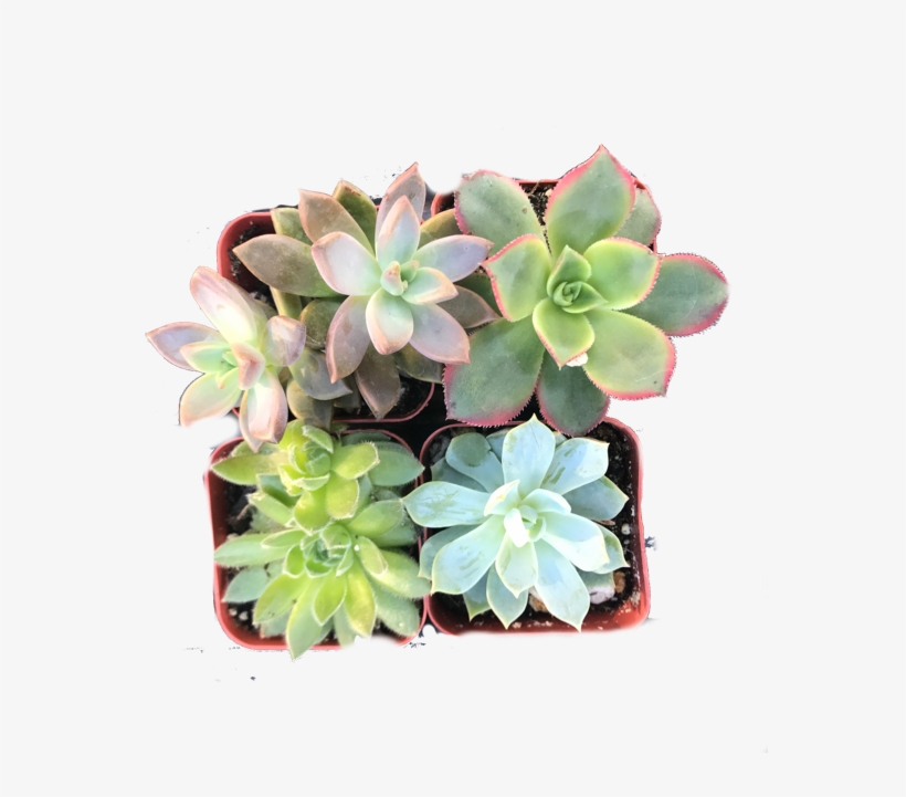 Succulent Assortment - Computer File, transparent png download