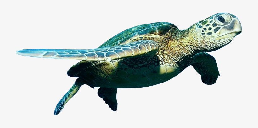 Clip Royalty Free Download Easy Typography Tutorial - Green Sea Turtle Png, transparent png download