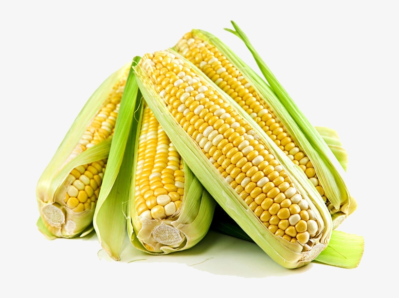 Corn Free Png Image - Scientific Name Of Maize, transparent png download