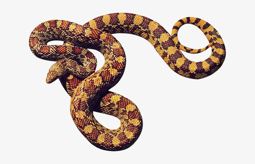 More Information - Cobras Png, transparent png download