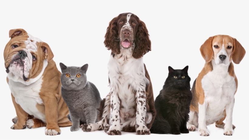 Cat & Dog Boarding Faq's - Clear The Shelters Aug 18th, transparent png download