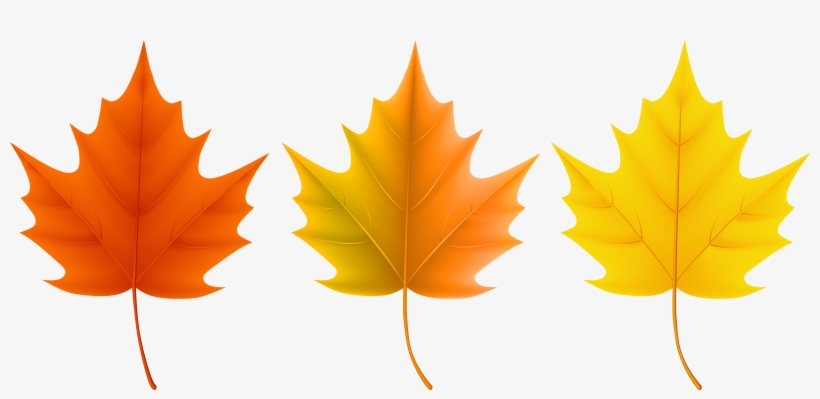 Leaves Png Clip Art Image Gallery Yopriceville - Fall Leaves Maple Colors, transparent png download