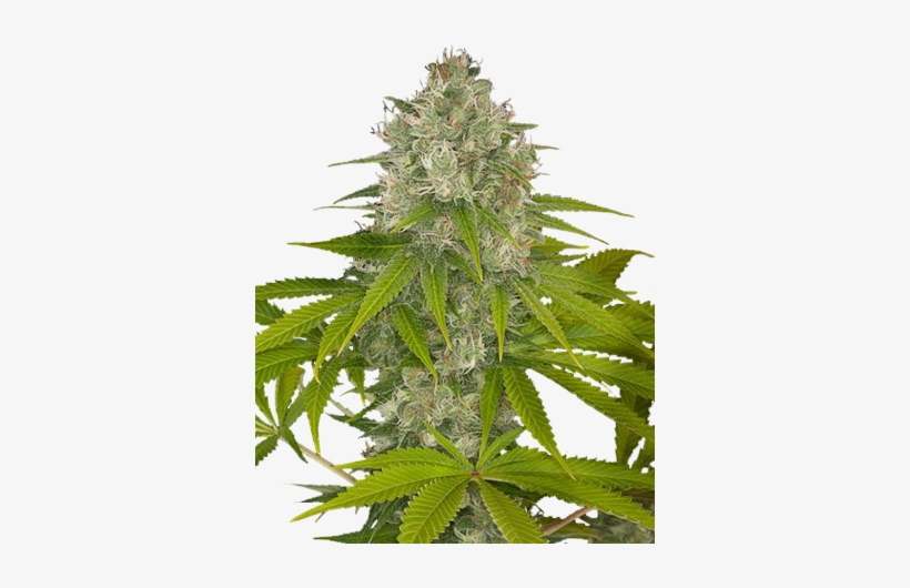 Og Kush Feminized Cannabis Seeds - Og Kush Weed, transparent png download