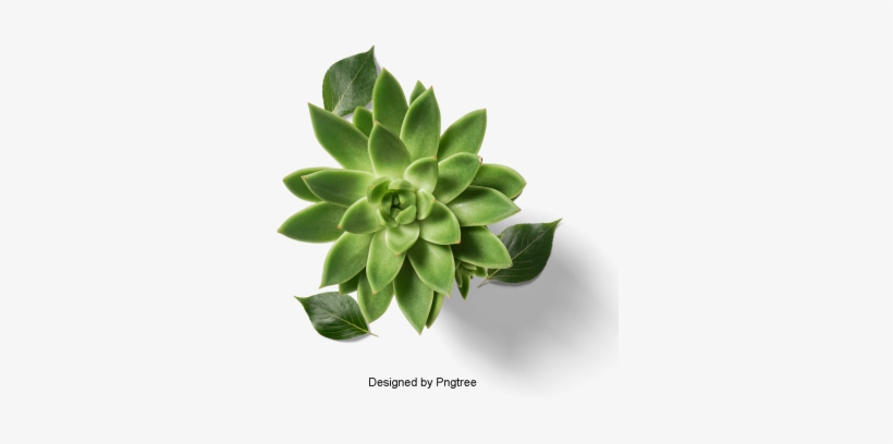 Fresh And Fleshy Plant Potted, Multi-meat, Plant, Potted - Plants, transparent png download