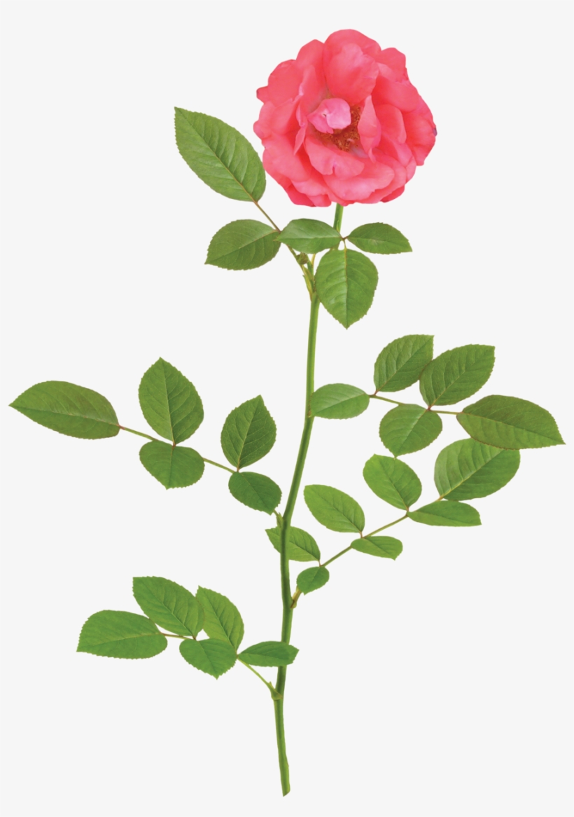 The Coral Drift® Rose - Small Rose Png, transparent png download