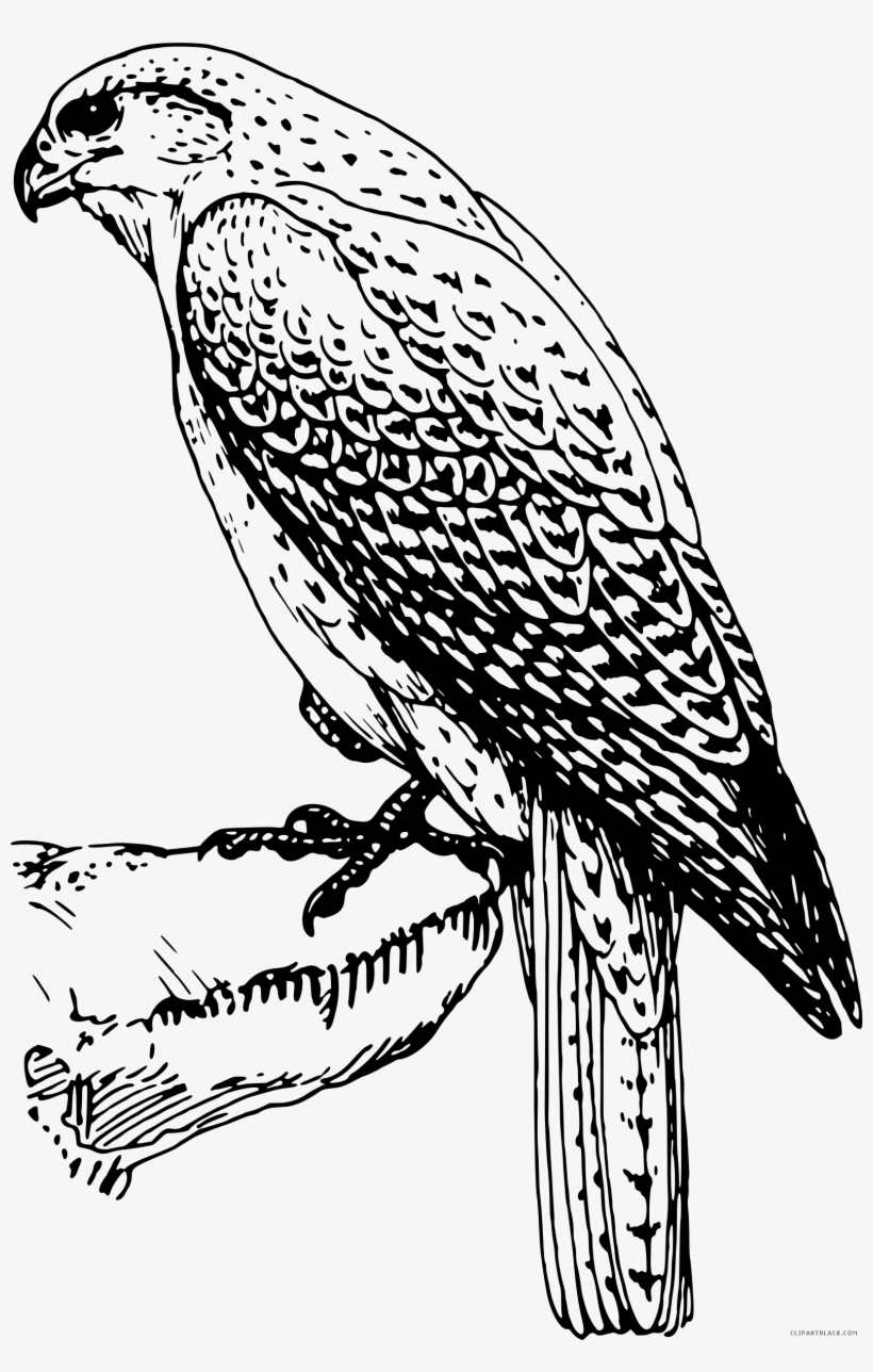 Prairie Falcon Clipart Fire - Falcon, transparent png download