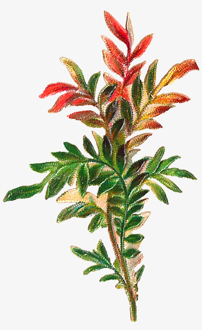 At Getdrawings Com Free For Personal Use - Fern Plant Clipart, transparent png download