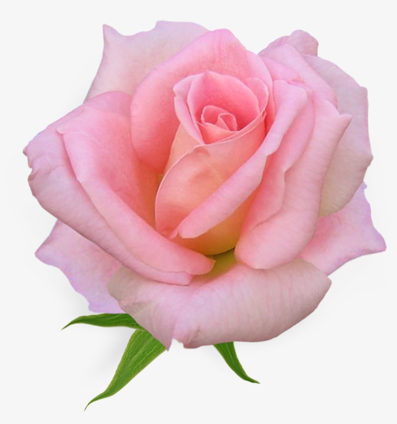 Pink Rose Clipart Pink Flower - Weiqin 3821 Fashionable Aestheticism, transparent png download