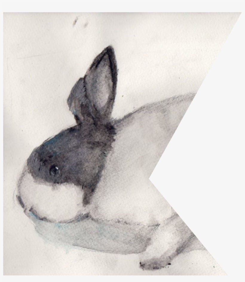 關於網站 - Cat Fish, transparent png download