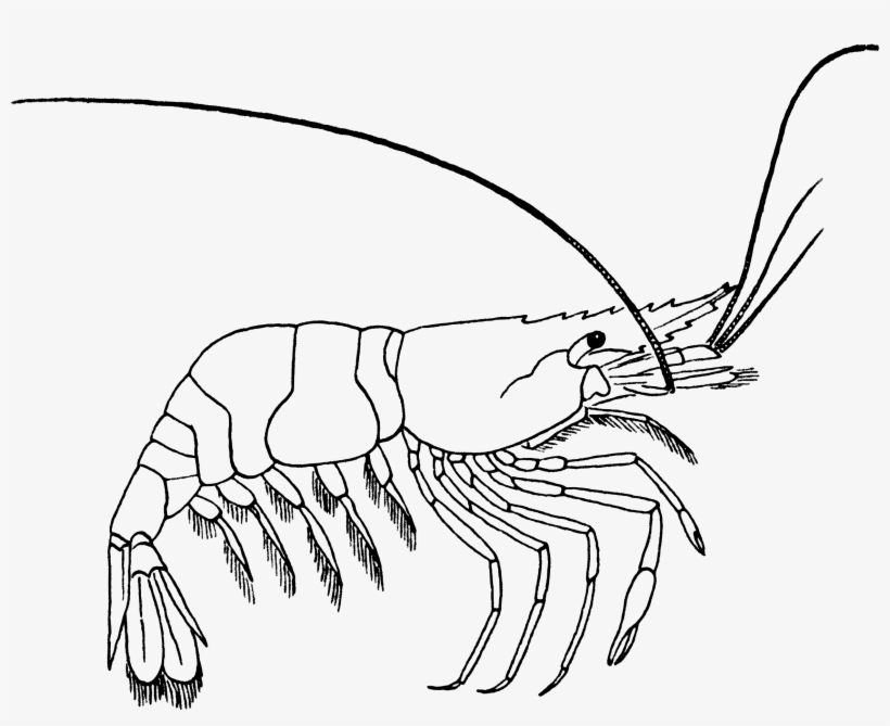 Collection Of Fish High Quality Free - Camarão Desenho Para Colorir, transparent png download