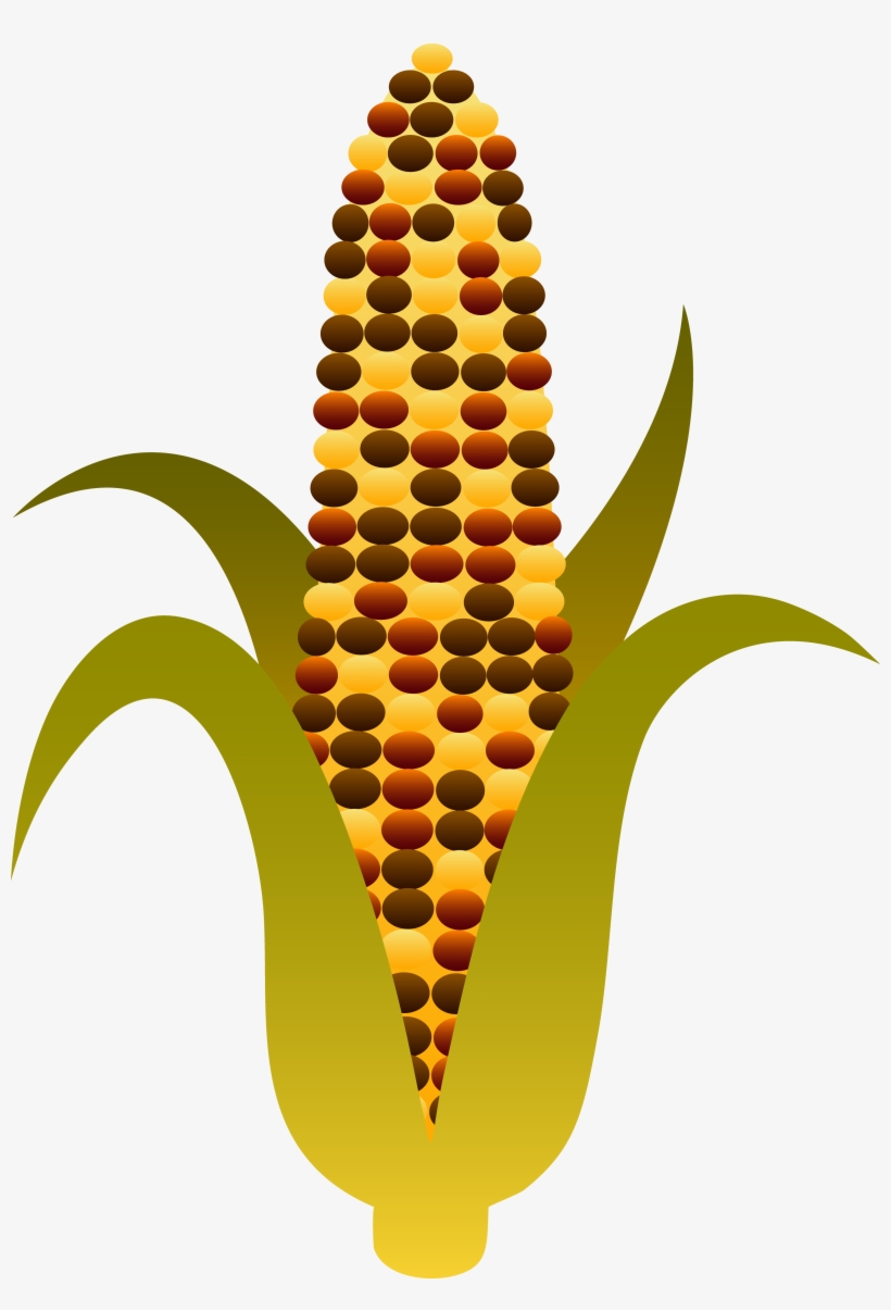 Indian Harvest Corn Maize - Indian Corn Clip Art, transparent png download