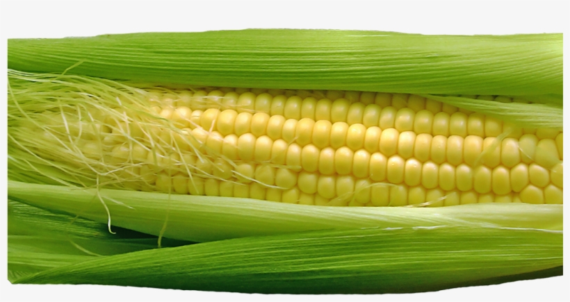 Corn Png Image - Maize, transparent png download