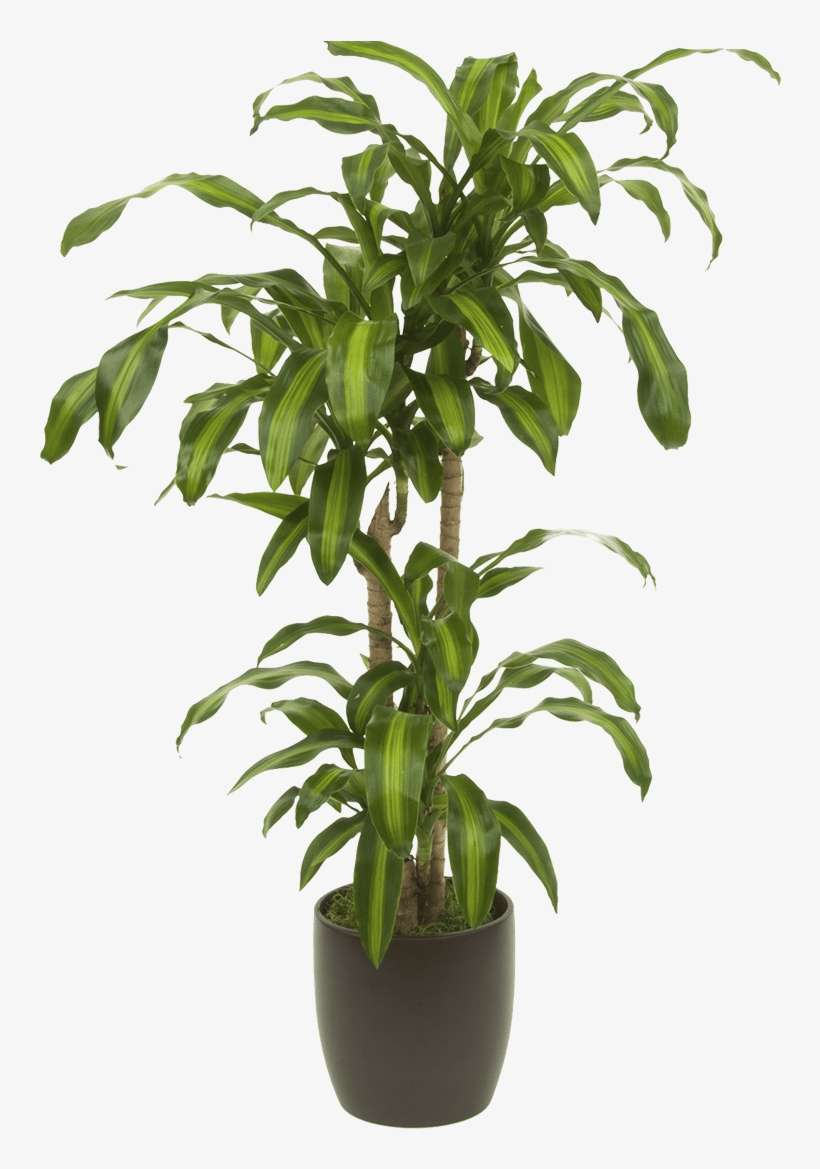 Massangeana - Houseplant, transparent png download