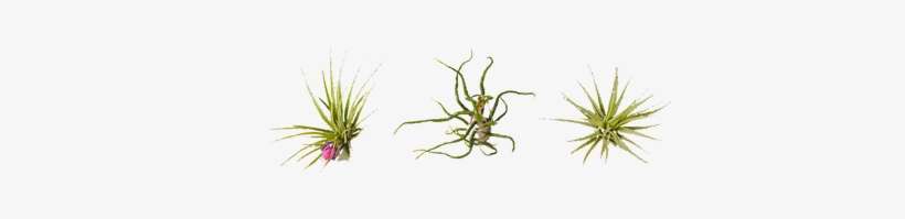 Transparent Air Plants Png, transparent png download