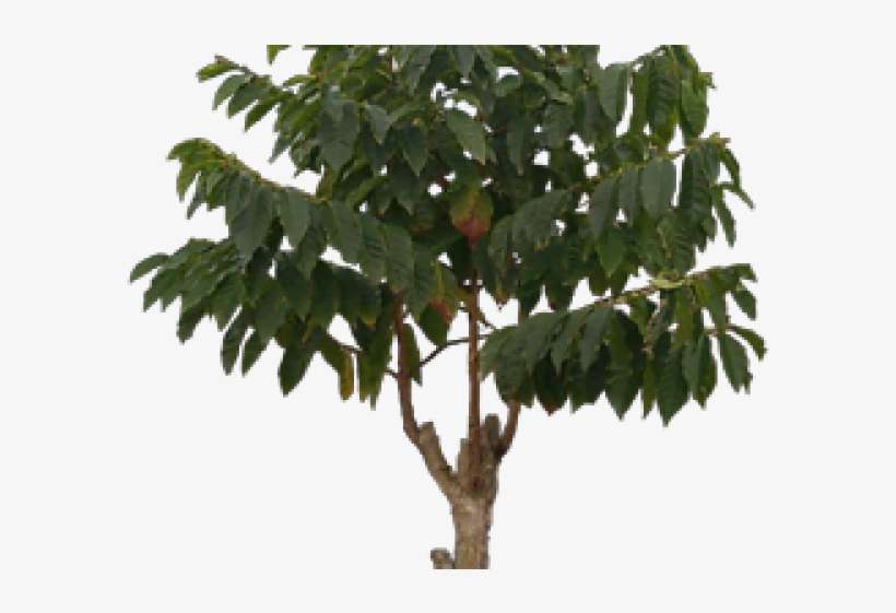 Plants Png Transparent Images - Fruit Tree, transparent png download