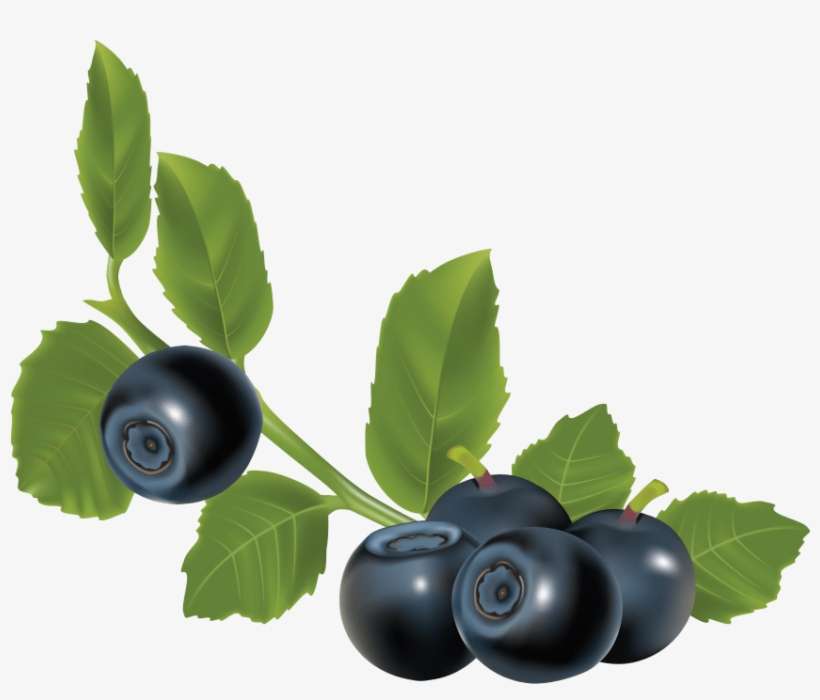 Free Png Blueberrys With Leaves Png Images Transparent - Herbs For Urinary Stones, transparent png download