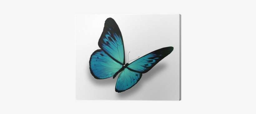 Blue Butterfly Flying, Isolated On White Background - One Blue Butterfly With White Background, transparent png download
