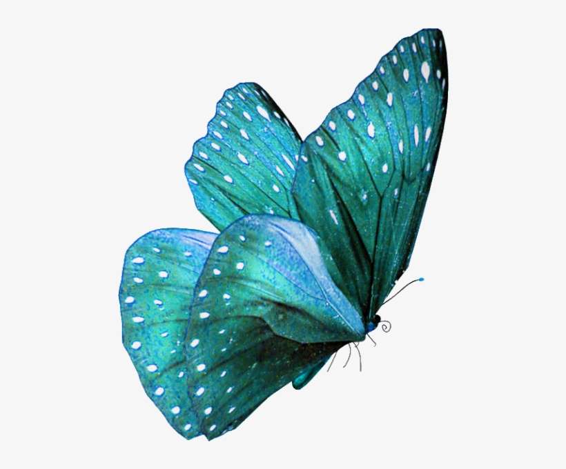 I Butterflies - Turquoise Butterfly Png PNG Image | Transparent PNG