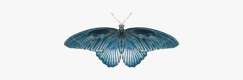 Butterfly Blue - Portable Network Graphics, transparent png download