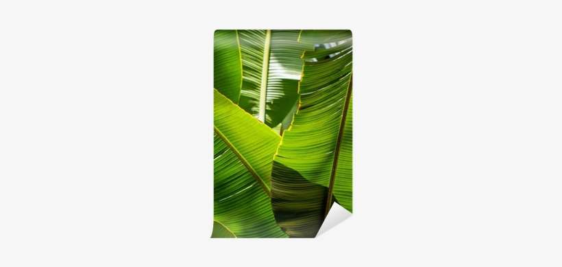 Banana Leaf Backlit Sun - Banana, transparent png download