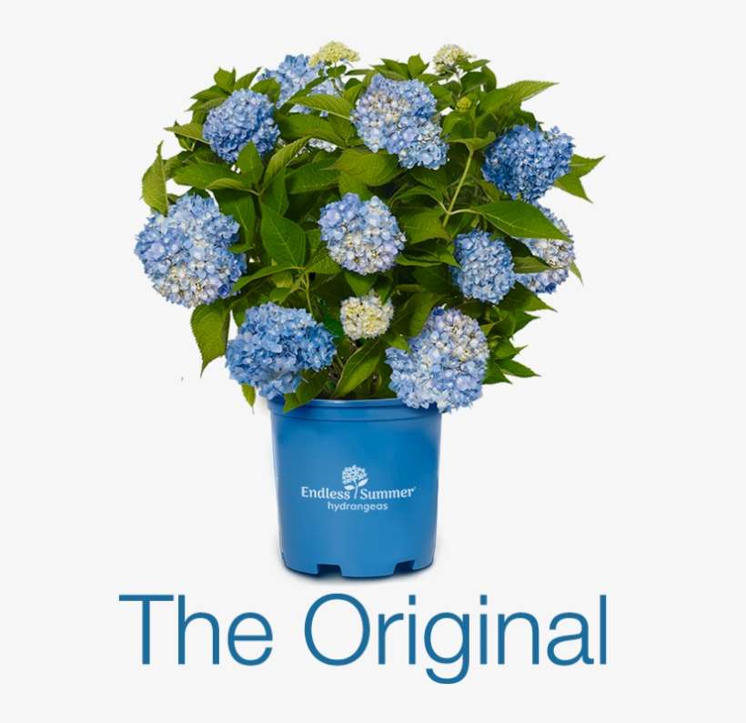Endless Summer™ Hydrangea - Bloomstruck Hydrangea Vs Endless Summer, transparent png download