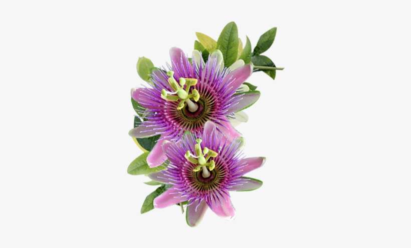 Add To Basket - Purple Passionflower, transparent png download