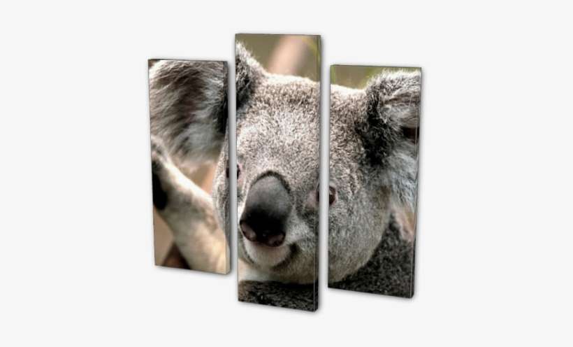 First Thing - Koala Art, transparent png download
