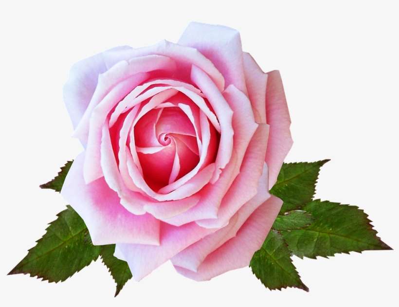 Rose, Pink, Flower, Plant, Garden - Rosepink, transparent png download