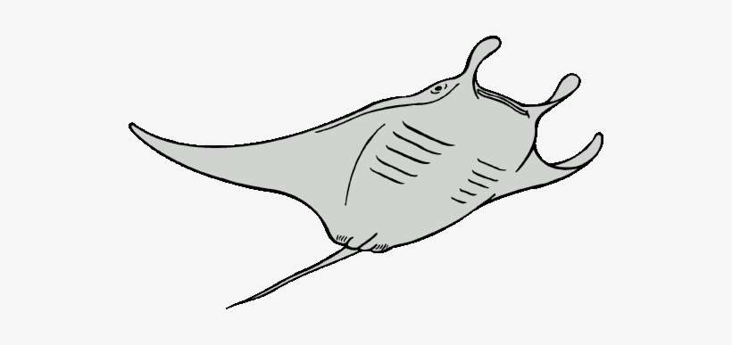 Devil Ray Clipart - Manta Ray Clipart, transparent png download