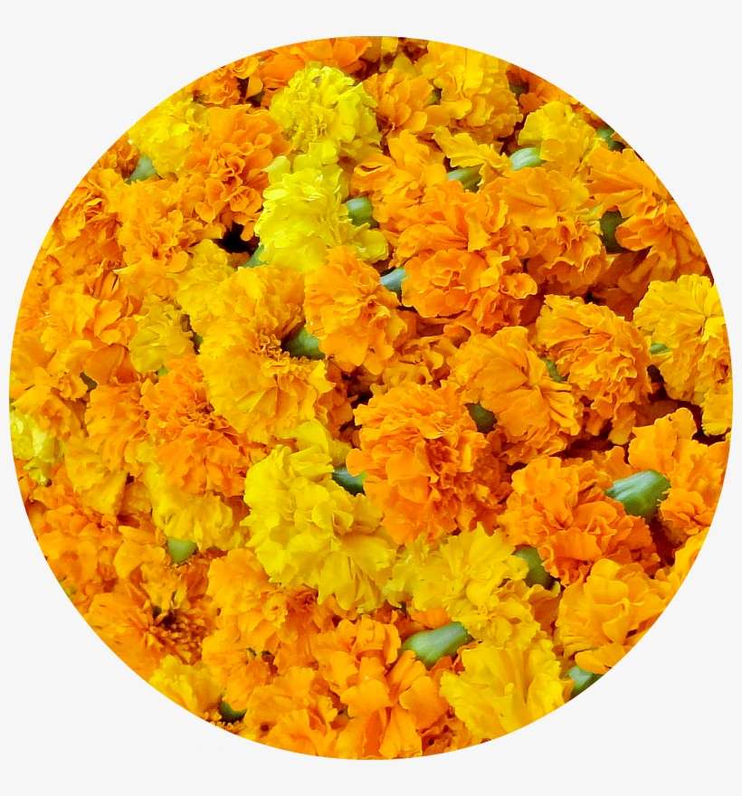 Marigolds, Orange And Yellow, Are The Traditional Flowers - Vegetarianism, transparent png download