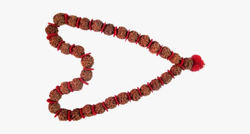 Nepalese 5 Beads Rudraksha Mala Blessed In Pasupati - Rudraksha, transparent png download