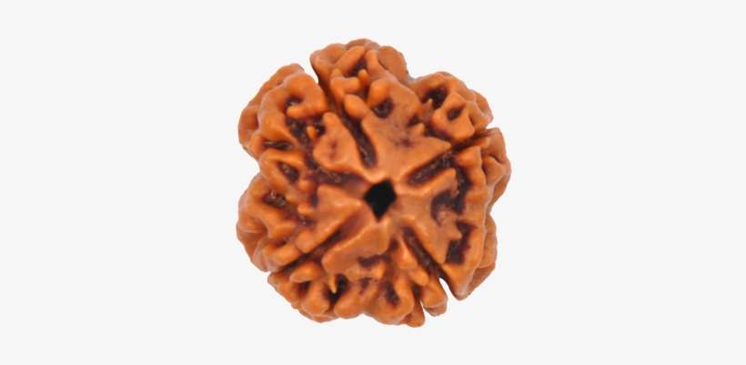 4 Mukhi Rudraksha Original Nepali - Four Mukhi Rudraksha, transparent png download