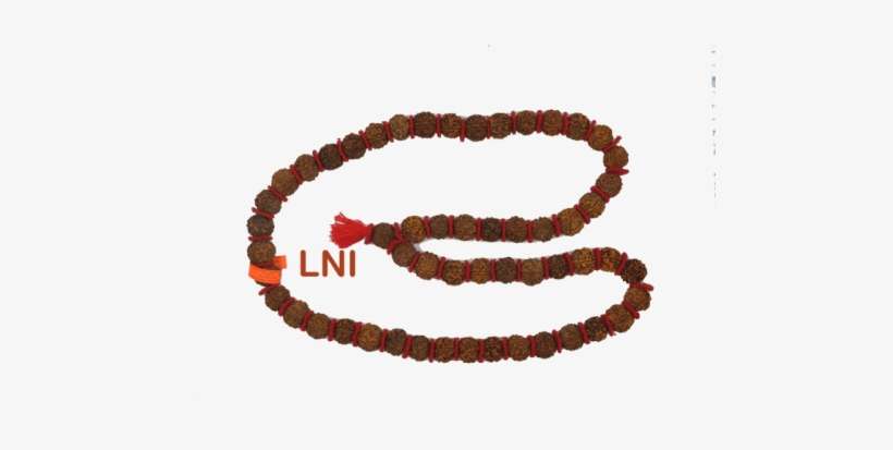 Fossil Group, transparent png download