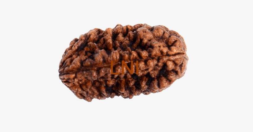 1 Mukhi Kaju Rudraksha Size - Cashew, transparent png download
