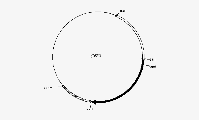 Vector For Lcc1 Expression - Circle, transparent png download