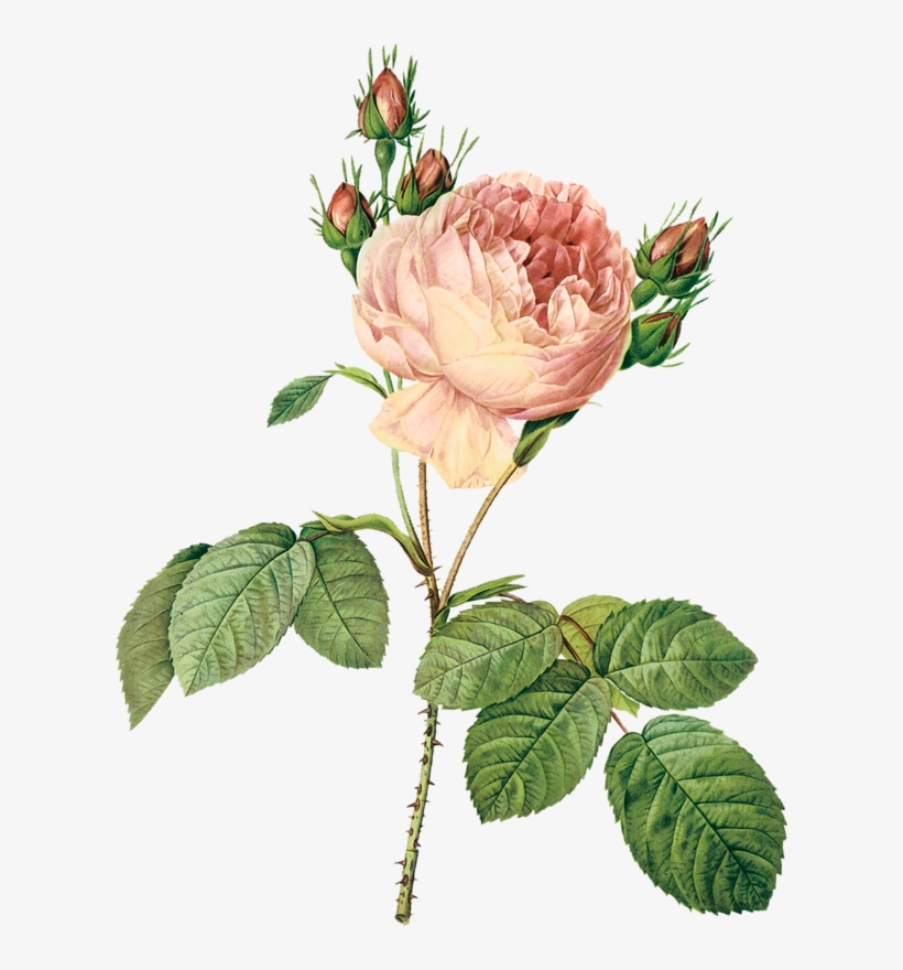 Cajoline Oldroses El11 - Pierre Joseph Redoute Art, transparent png download