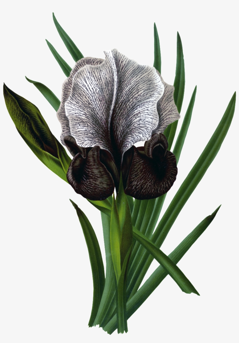 Hd Gorgeous Vintage Painted Flowers - Flower, transparent png download