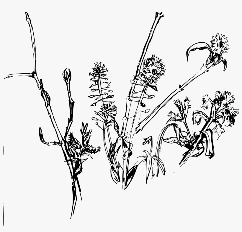 Vector Graphics,free Illustrations - Clip Art, transparent png download