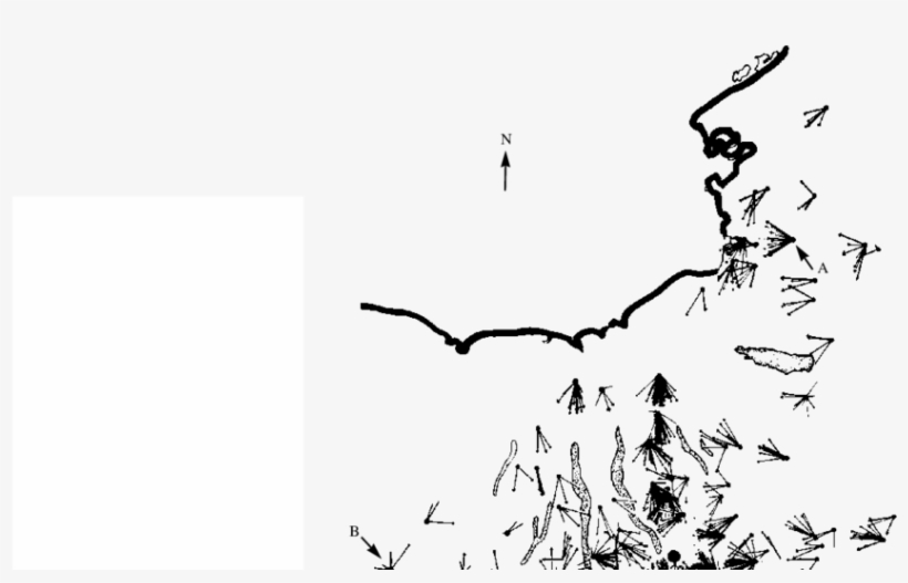 Anishing Bearings Of Unmanipulated Cornell Pigeons - Drawing, transparent png download