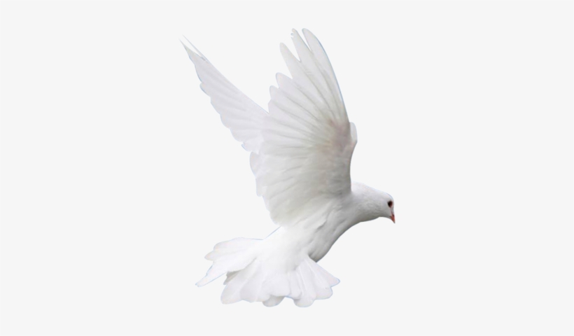 Pigeon Psd - Sultan Ahmed Mosque, transparent png download