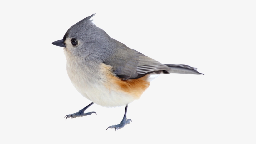 How To Take Good Quality Bird Photos - Robin Transparent Bird, transparent png download